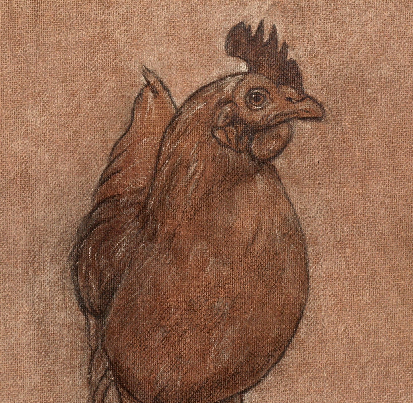 Rhode Island Red