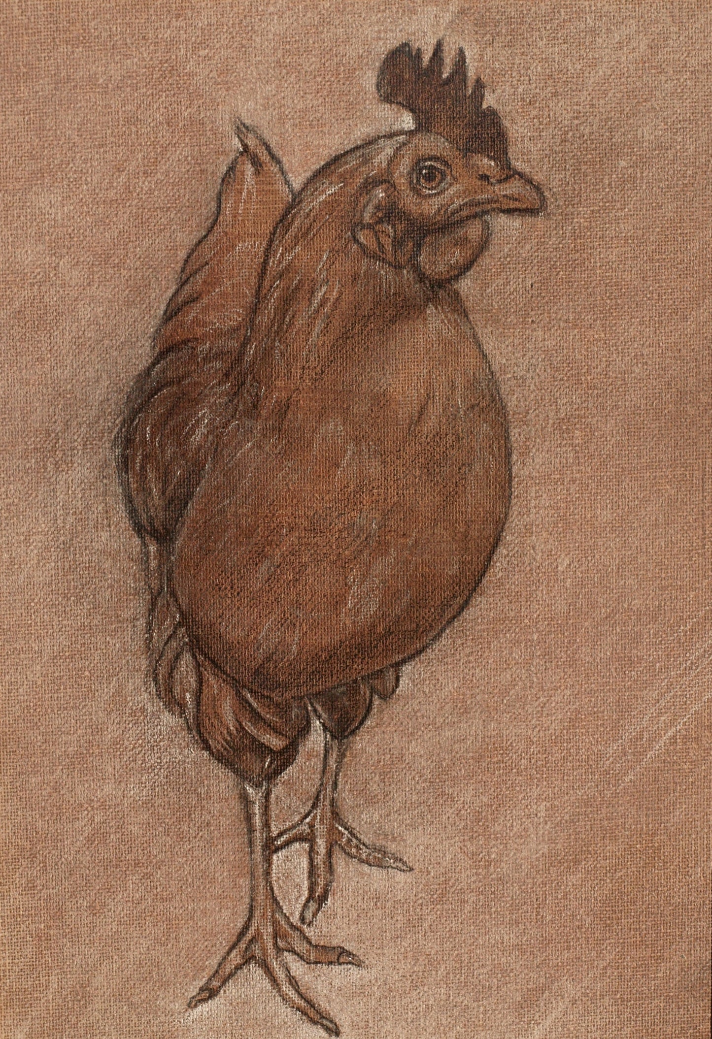 Rhode Island Red
