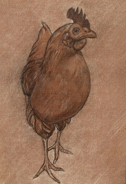 Rhode Island Red